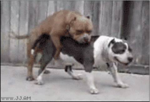 anigifenhancedbuzz24970141269854818-6bf436dea68623890d597f29f34cdade.gif anigifenhancedbuzz24970141269854818-6bf436dea68623890d597f29f34cdade.gif