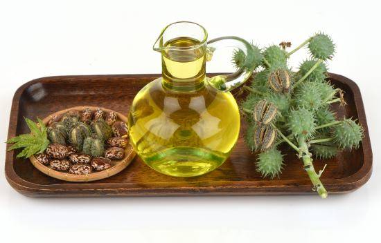 castoressentialoil-716421b63f7638c1c3158f8ab218d02a.jpg castoressentialoil-716421b63f7638c1c3158f8ab218d02a.jpg