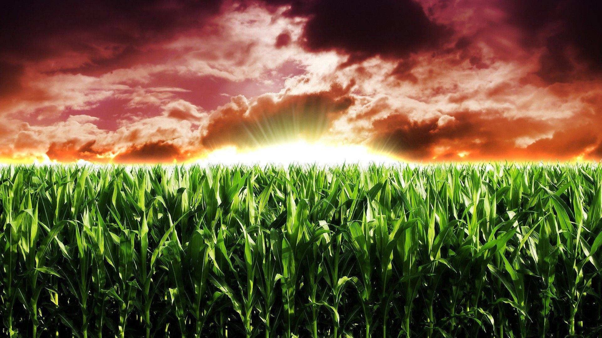 corncrops-51c02f4f7cafed65a41df0dde47c6314.jpg corncrops-51c02f4f7cafed65a41df0dde47c6314.jpg