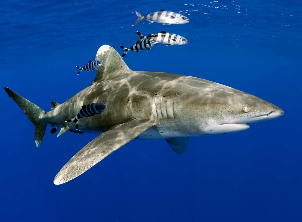danielbotelhoepicdivingoceanicwhitetipshark10-9cdd417089fb55c53d8fc31e6e2cd6dd.jpg danielbotelhoepicdivingoceanicwhitetipshark10-9cdd417089fb55c53d8fc31e6e2cd6dd.jpg