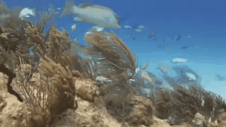 e19ab654aefe41eea31fa816cbd47ae6-b4b925e6812425a68abd29c666313a0d.gif e19ab654aefe41eea31fa816cbd47ae6-b4b925e6812425a68abd29c666313a0d.gif