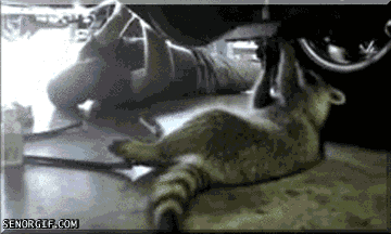 giphy33-3aa68486e81927fc69e3fd79f10e08c0.gif giphy33-3aa68486e81927fc69e3fd79f10e08c0.gif