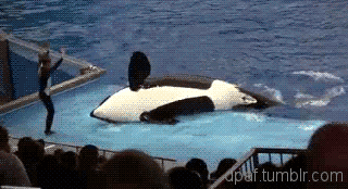 giphy6-b951a3b5ec9d842713933a7929e3bbe3.gif giphy6-b951a3b5ec9d842713933a7929e3bbe3.gif