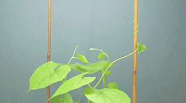 giphy85-9fd1f44c45ee74ffab7b4830f8175400.gif giphy85-9fd1f44c45ee74ffab7b4830f8175400.gif