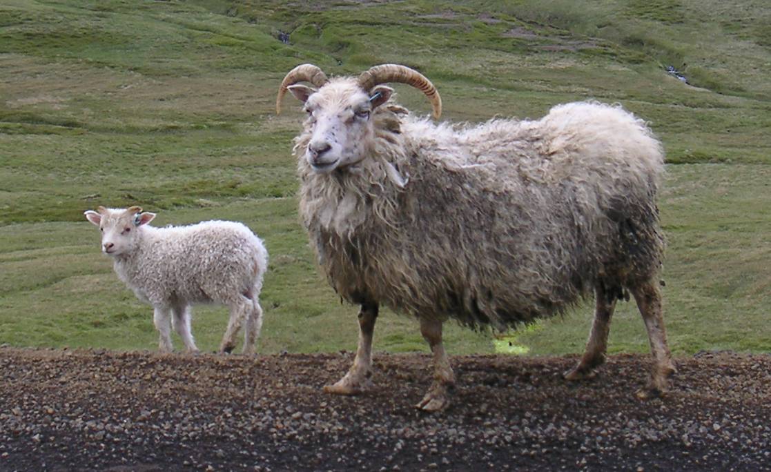 icelandicsheep-56b186b75f74628f38bbe11e0c4c55fe.jpg icelandicsheep-56b186b75f74628f38bbe11e0c4c55fe.jpg