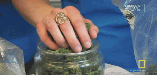 marihuana2-3fcd06ccc2f07c1fb1dd4d21dbe997db.gif marihuana2-3fcd06ccc2f07c1fb1dd4d21dbe997db.gif