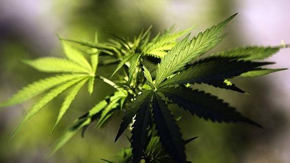 marihuana575x323-9a2e92eb66b2f018d6fd81977026f792.jpg marihuana575x323-9a2e92eb66b2f018d6fd81977026f792.jpg