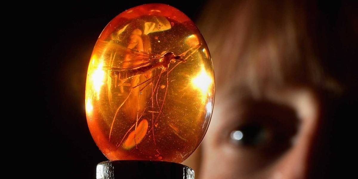Descubren caracol con 99 millones de años de edad conservado en ámbar