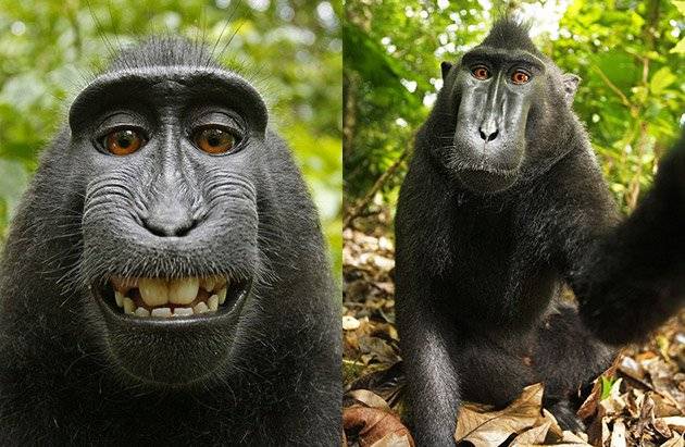 monkeyselfie-28642923c95b021c7f63db6dd6193a33.jpg monkeyselfie-28642923c95b021c7f63db6dd6193a33.jpg