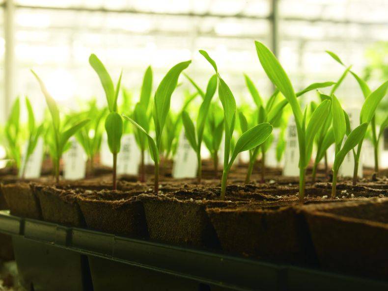 monsantotech-537ff6ce5f6bab444800a05f7cea2e1b.jpg monsantotech-537ff6ce5f6bab444800a05f7cea2e1b.jpg