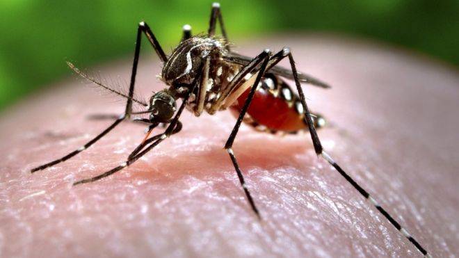 mosquito-bb63241e9f954f641200481e2fa6100b.jpg mosquito-bb63241e9f954f641200481e2fa6100b.jpg
