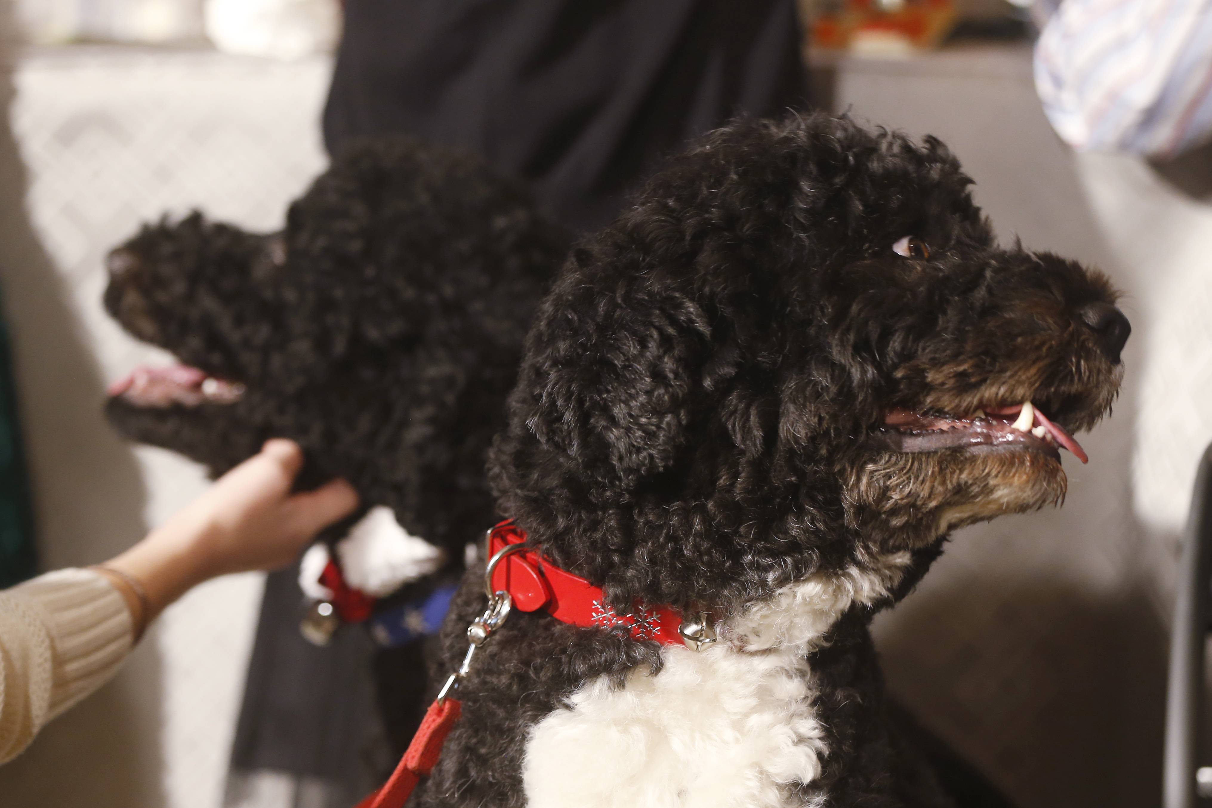 obamasdogsboandspuer-e81ee7e2ce16244df33d353d73cbc7bc.jpg obamasdogsboandspuer-e81ee7e2ce16244df33d353d73cbc7bc.jpg