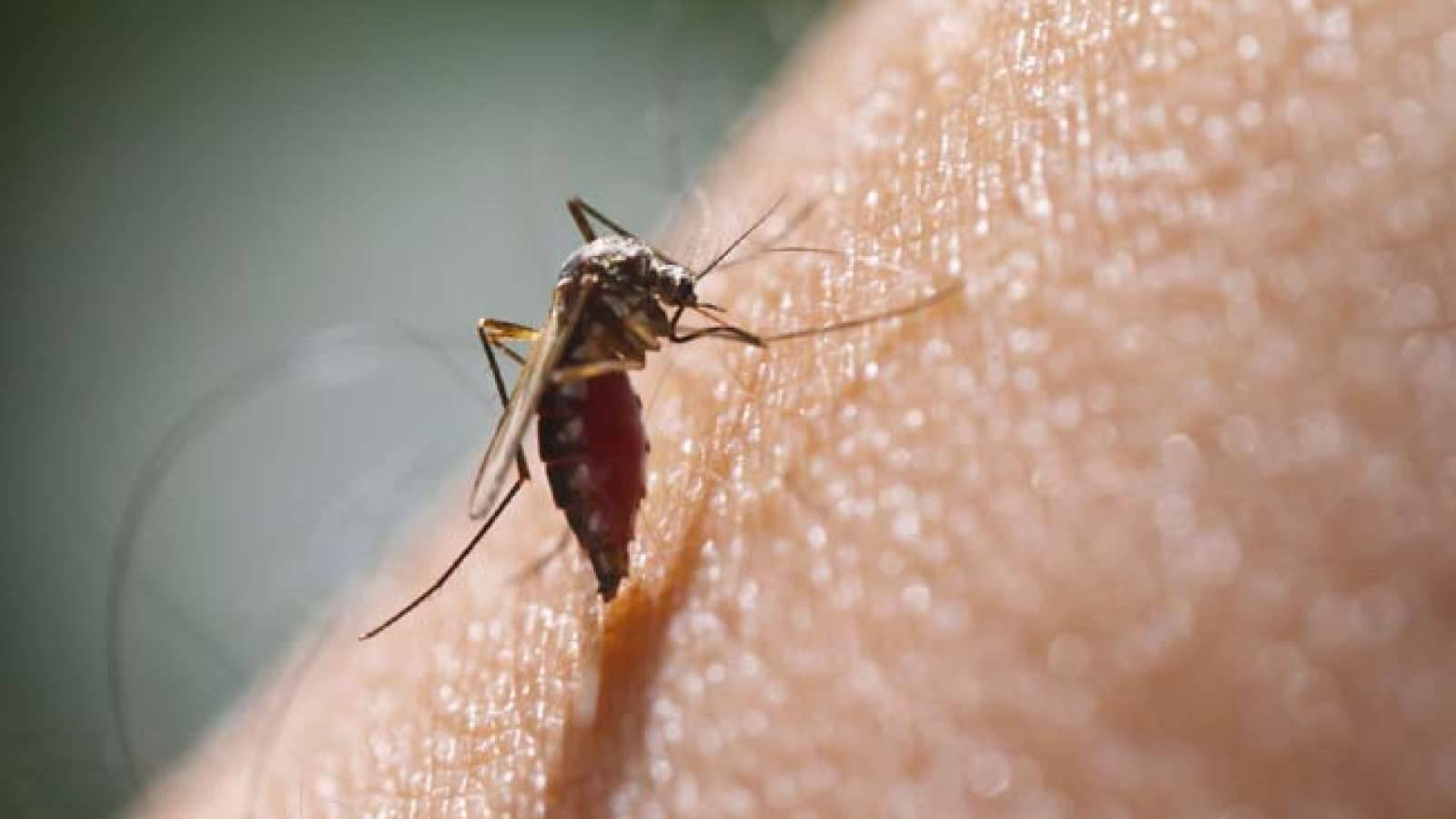 puertoricoreportsfirstcaseofzikavirusspreadbymosquitoes-4865b84420401baab1570a54893eb686.jpg puertoricoreportsfirstcaseofzikavirusspreadbymosquitoes-4865b84420401baab1570a54893eb686.jpg