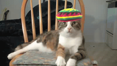 reggaecato-171b20ae44e8004dac59f7fc0f390429.gif reggaecato-171b20ae44e8004dac59f7fc0f390429.gif