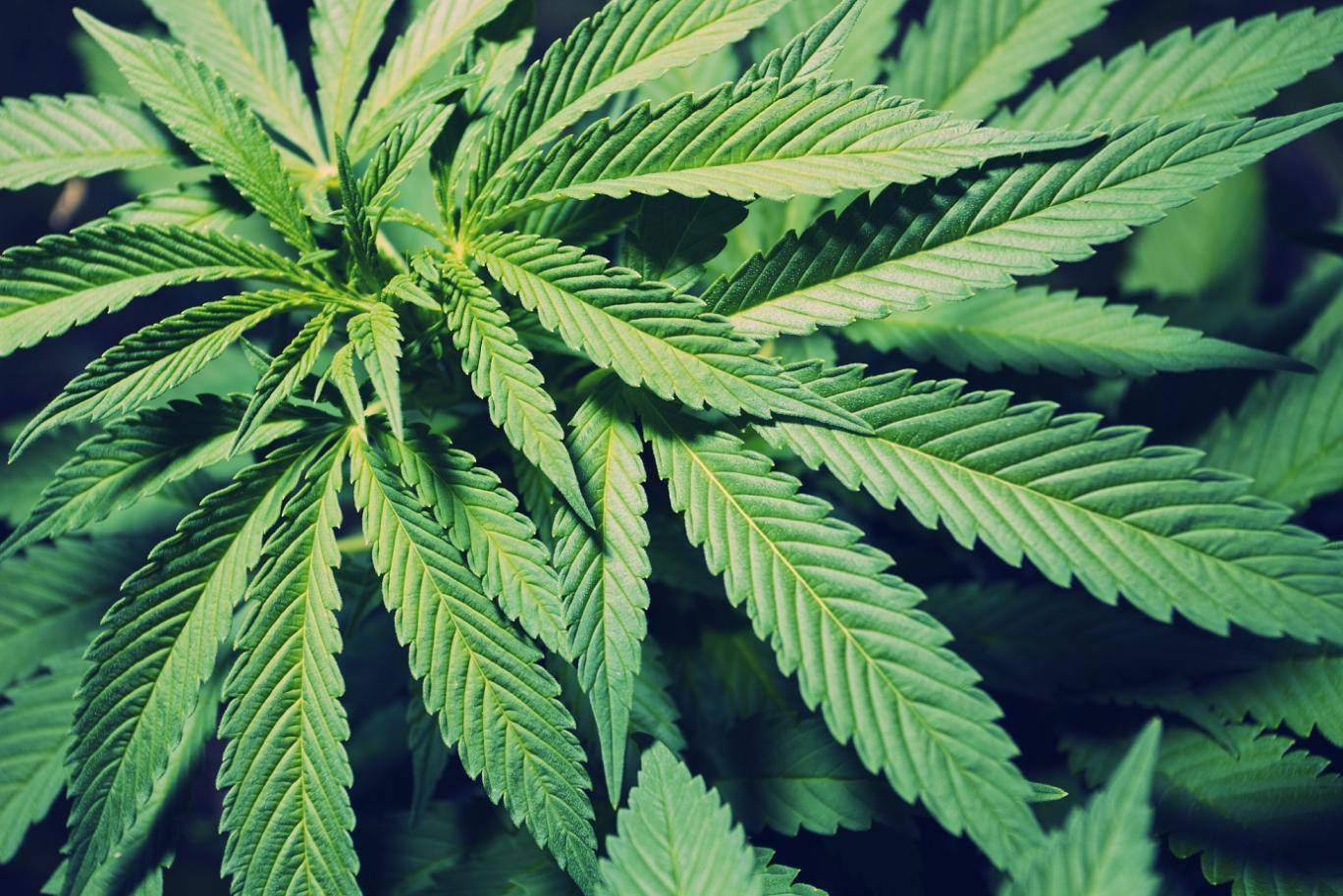 weed-58d86908659ed1d07be2cb1bf50dcf91.jpg weed-58d86908659ed1d07be2cb1bf50dcf91.jpg