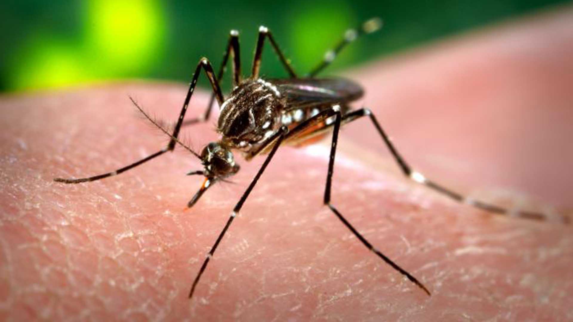 zika2-73449e789c18e79d61ae79658dfcb701.jpg zika2-73449e789c18e79d61ae79658dfcb701.jpg