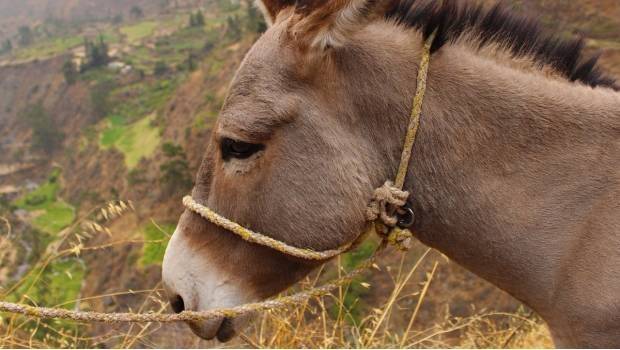0015burro620x350-409590b06b81375fd95f605fab9c94a0.jpg