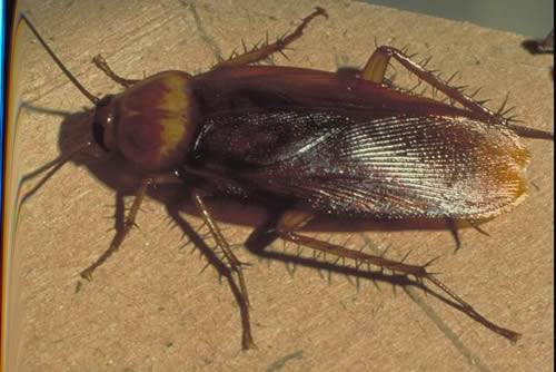 12americancockroach-e50bf5e21b2020cc26e33afc85bd0a39.jpg 12americancockroach-e50bf5e21b2020cc26e33afc85bd0a39.jpg