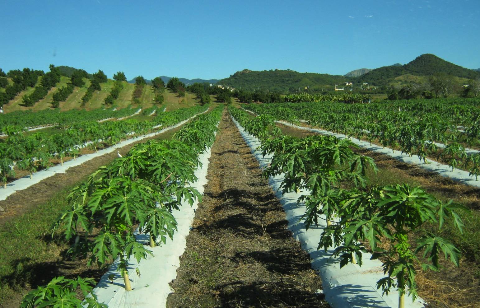 agriculturamorovis500907859-b44306974f629bb60193c3a87298a59a.jpg agriculturamorovis500907859-b44306974f629bb60193c3a87298a59a.jpg