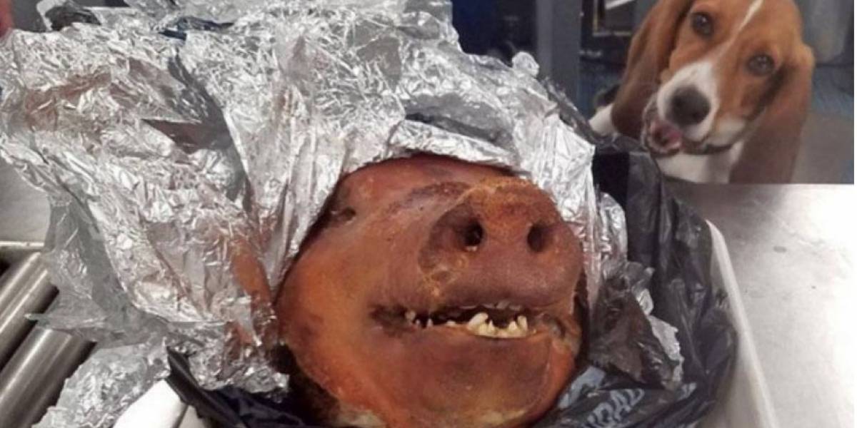 Perro detectó un cerdo asado en equipaje de ecuatoriano en Atlanta Perro detectó un cerdo asado en equipaje de ecuatoriano en Atlanta