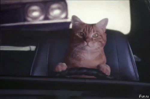 catdriving-16ab02a7ad22cf4a7860066d8f41d4c8.gif catdriving-16ab02a7ad22cf4a7860066d8f41d4c8.gif