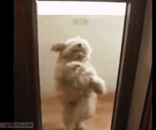 dogsalsadancing-dad71bdfe7ff59a9e109e961ca8f1e9b.gif dogsalsadancing-dad71bdfe7ff59a9e109e961ca8f1e9b.gif