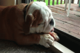 englishbulldogeating68157-eeb2549fe32708a1398744a0009b42f3.gif englishbulldogeating68157-eeb2549fe32708a1398744a0009b42f3.gif