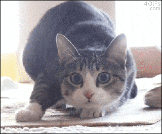 funnycatgif3-f4ee093509ccbb6e80c6f2b587fecb9d.gif funnycatgif3-f4ee093509ccbb6e80c6f2b587fecb9d.gif