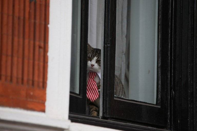 Gato de Julian Assange