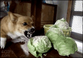 giphy-ecff88d38fcd26faba04fc192f018612.gif giphy-ecff88d38fcd26faba04fc192f018612.gif