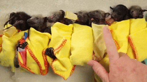 giphy20-70abc92224b079d7d7a66fd23e5e7df0.gif giphy20-70abc92224b079d7d7a66fd23e5e7df0.gif