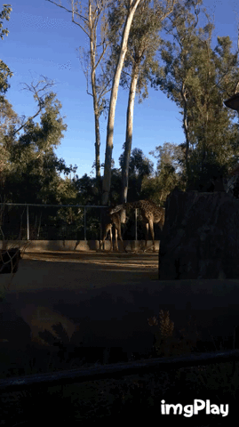 giphy215-92c31d227e7cfbd734bd095889b11950.gif giphy215-92c31d227e7cfbd734bd095889b11950.gif