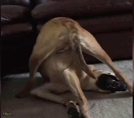 giphy24-210b6ceb18f340b1602194ee86120341.gif giphy24-210b6ceb18f340b1602194ee86120341.gif