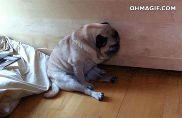 giphy25-3826ae0c1d697efd7db1bf55cebca670.gif giphy25-3826ae0c1d697efd7db1bf55cebca670.gif