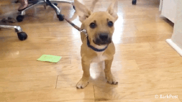 giphy321-836df02bb26693a6c0b82ac7a8ab588e.gif giphy321-836df02bb26693a6c0b82ac7a8ab588e.gif