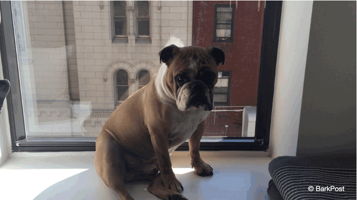 giphy5-de51db257cdbf00a07cb3072627542b2.gif giphy5-de51db257cdbf00a07cb3072627542b2.gif