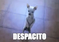 giphy52-367de882cc8dc91079c2094f445b1a4c.gif giphy52-367de882cc8dc91079c2094f445b1a4c.gif