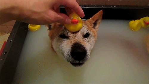 giphy6-6454f2d302e5e726ff47c88dad1e5e54.gif giphy6-6454f2d302e5e726ff47c88dad1e5e54.gif