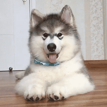 giphy6-dc2c54f09ac7e95fe6cd0174722d5b11.gif giphy6-dc2c54f09ac7e95fe6cd0174722d5b11.gif
