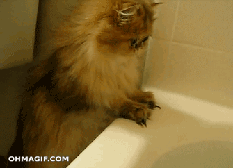 giphy63-b090e17ec54bfa098c66f452548b959c.gif giphy63-b090e17ec54bfa098c66f452548b959c.gif