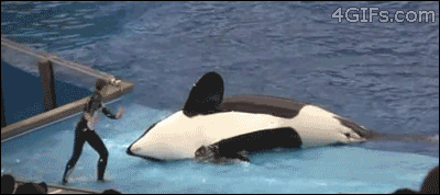 giphy72-b42d3616f2faf791639639ae90023d8d.gif