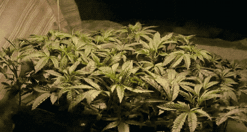 giphy96-dbe1e81483cb39fc7c9461b6bbed8f37.gif giphy96-dbe1e81483cb39fc7c9461b6bbed8f37.gif
