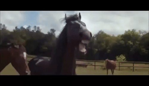 insecurealivebichonfrisesizerestricted-a7d0fbb7a2243a684cadc6f2255894e2.gif insecurealivebichonfrisesizerestricted-a7d0fbb7a2243a684cadc6f2255894e2.gif