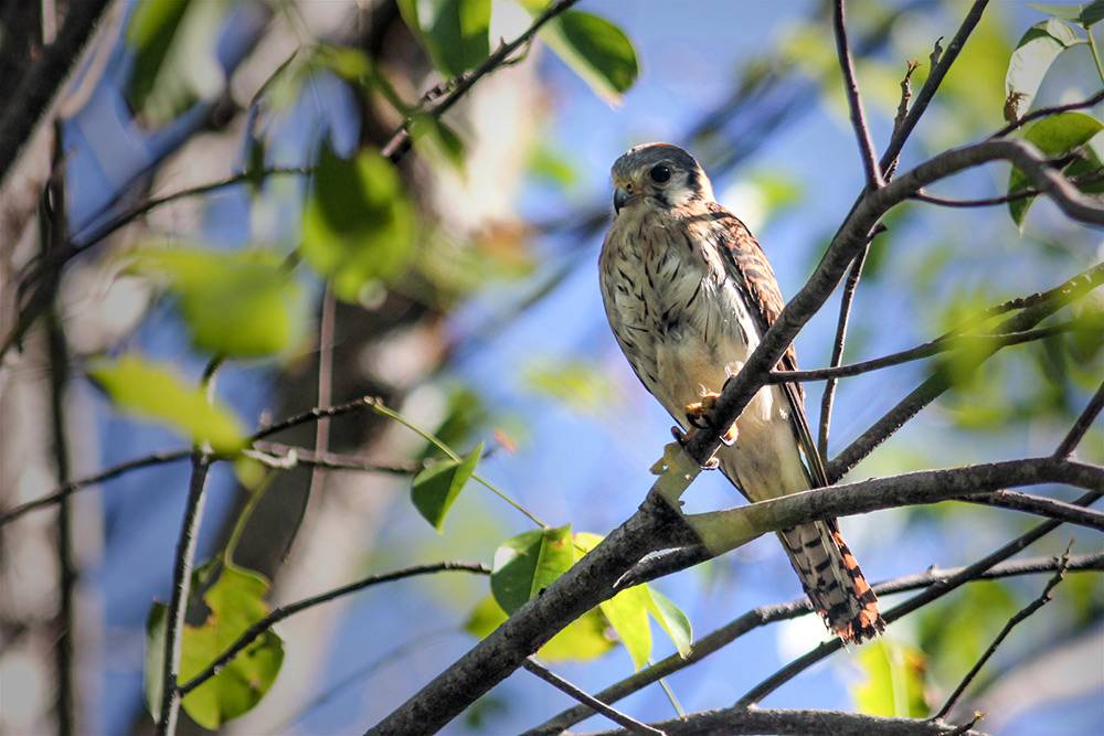 islandconservationsciencedesecheonationalwildliferefugeamericankestrelfalcosparveriusdominicensis1-82864b88abe3a1e4d22a23d90f6e5119.jpg islandconservationsciencedesecheonationalwildliferefugeamericankestrelfalcosparveriusdominicensis1-82864b88abe3a1e4d22a23d90f6e5119.jpg
