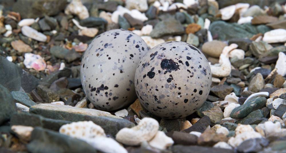 islandconservationsciencedesecheopuertoricooystercatchereggs1-902956e663e7f8e1eca3b6bc7ffacd4c.jpg islandconservationsciencedesecheopuertoricooystercatchereggs1-902956e663e7f8e1eca3b6bc7ffacd4c.jpg