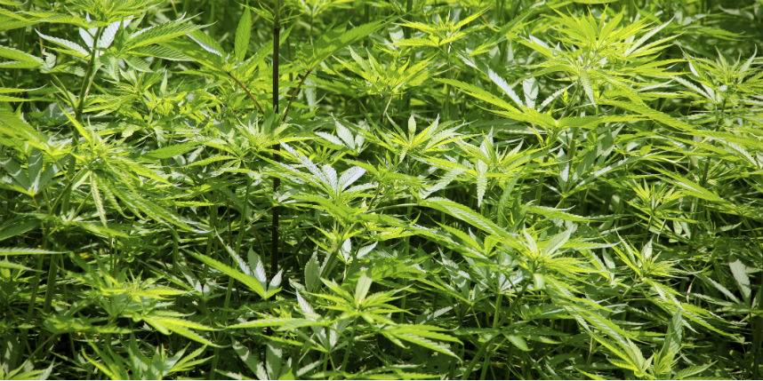 marihuana-ee3024df968ceb0159f6bb4be71edeb2.jpg marihuana-ee3024df968ceb0159f6bb4be71edeb2.jpg