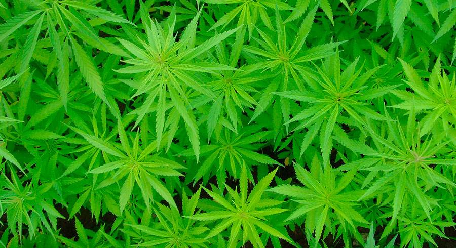 marihuana-fd2a5db35f2a962428367c4b9895178f.jpg marihuana-fd2a5db35f2a962428367c4b9895178f.jpg
