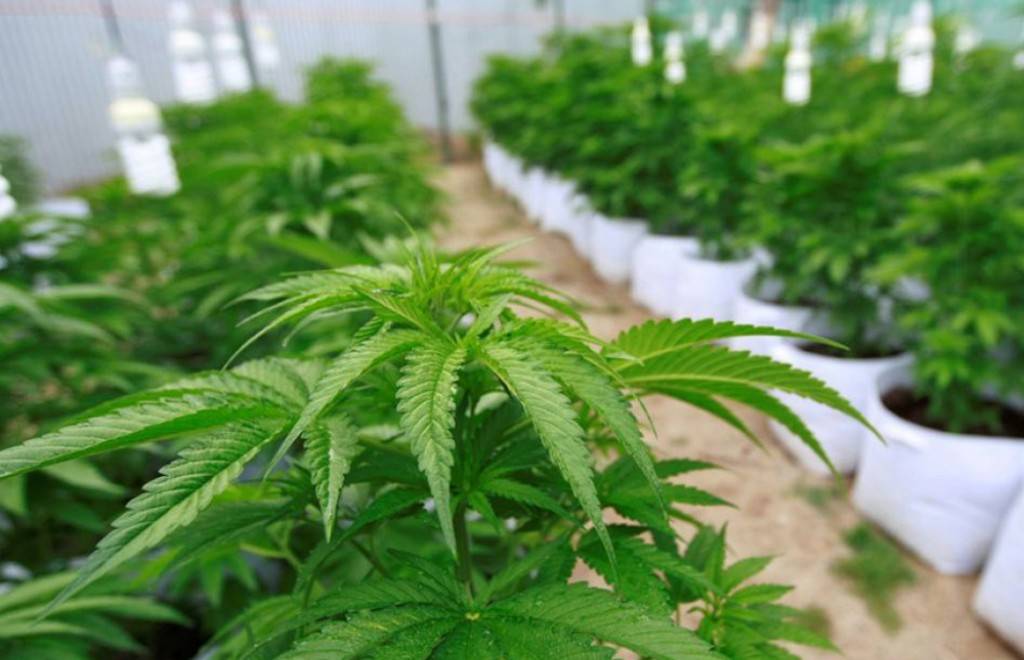 marihuana3-18a481748f938d6efa751cdd7e526928.jpg marihuana3-18a481748f938d6efa751cdd7e526928.jpg