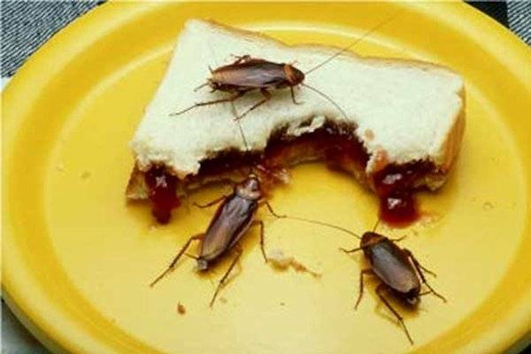 plaguicidascaseroscucarachas-372372640543131cea211effbb6f2799.jpg plaguicidascaseroscucarachas-372372640543131cea211effbb6f2799.jpg