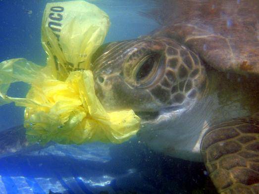 plasticbag-8a499c67697b97e7cd3e92e8e927b3f3.jpg plasticbag-8a499c67697b97e7cd3e92e8e927b3f3.jpg